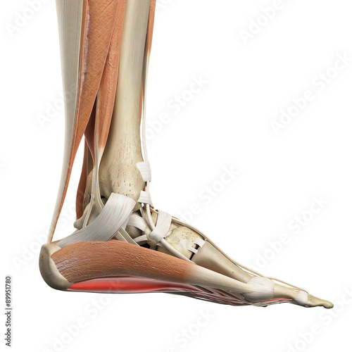 Obraz w ramie medically accurate illustration of the flexor digitorum brevis