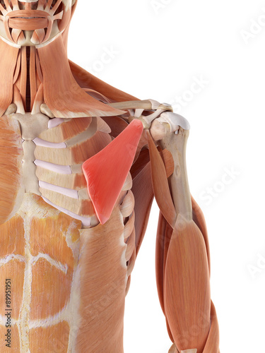 Nowoczesny obraz na płótnie medically accurate illustration of the pectoralis minor