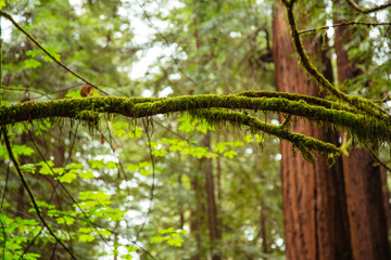 Moss hanging from a tree branch