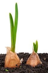 Canvas Print - Sprouting garlic in soil