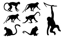 Monkey Silhouette, Set Vector Animals Icons