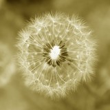 Fototapeta Dmuchawce - dandelion seed head close up sepia tone