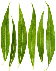 Sticker - Set of Willow leaves