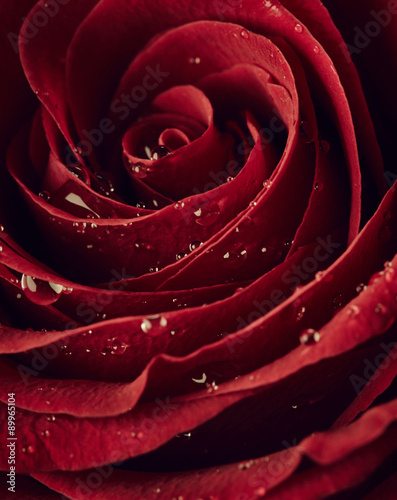 Red rose