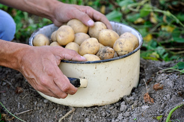 Sticker - Harvest of organically grown new potatoes