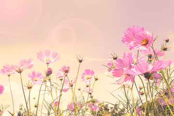 Wall Mural - Pink cosmos flower fields, retro fancy background.