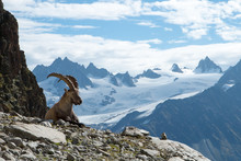 Bouquetin Images Public Domain Pictures Page 1