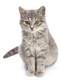 Fototapeta Koty - Gray cat sitting on white