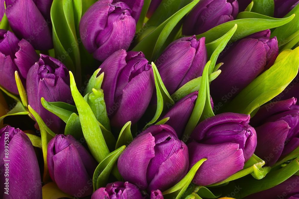 Nature bouquet from purple tulips for use as background. - obrazy, fototapety, plakaty 