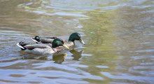 Pair Of Mallard Ducks Swimming On Lake