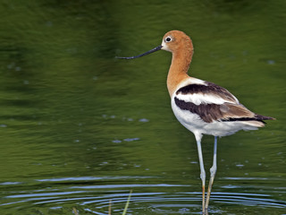 Wall Mural - American Avocet in Breeding Colors Standing in marh