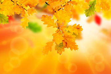 Wall Mural - autumn background with branch of yellow oak leaves