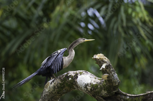 Fotografia, Obraz Darter or snakebird, anhinga, wildlife in Costa Rica