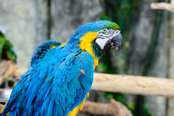 close-up portrait one blue-and-yellow macaw (ara ararauna)