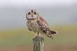 Perched Short-eared Owl, Asio flammeus