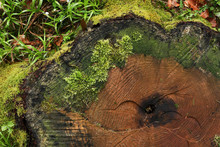 Stump. Top View Of Old Section Of Tree Covered Moss.