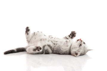 Cute kitten lies on his back and plays on a white background