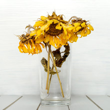 Three Dried Sunflowers In The Glass.