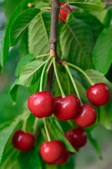 Wall Mural - Young, ripe berries cherries ripen on the branch