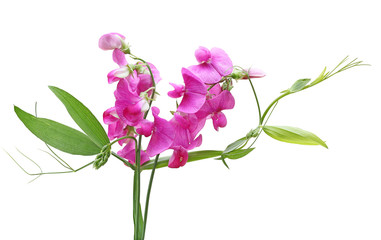 Sweet Pea Flower