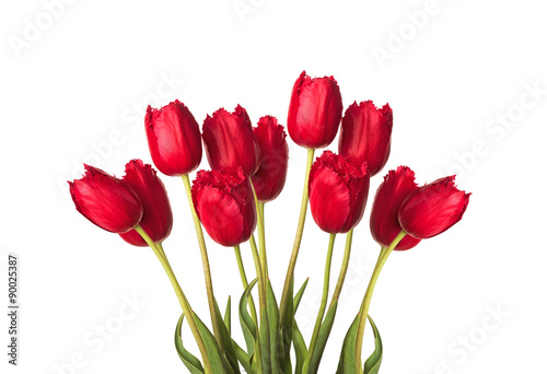 many  red purple tulip flower full-length on a stem with leaves