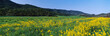This is a spring field of mustard plants. the flowers are yellow set amongst a green field and the green Topa Topa Mountains in the background.