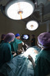 © nimon_t - group of veterinarian doctor in operation room for laparoscopic surgical