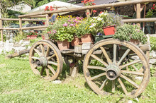Old Wooden Cart With Pots Of Flowers