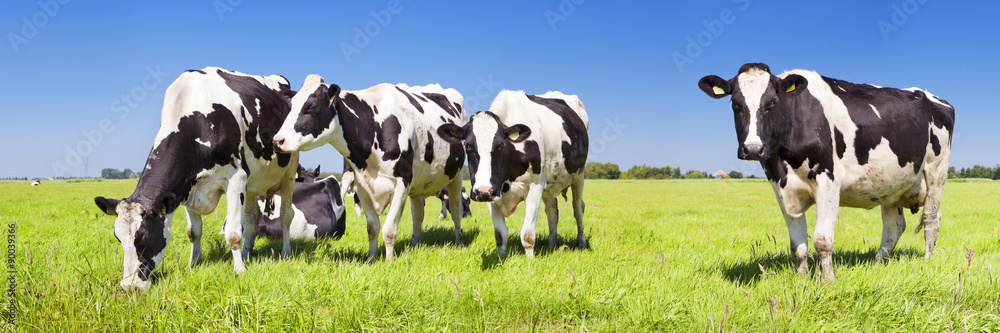 Cows in a fresh grassy field on a clear day - obrazy, fototapety, plakaty 