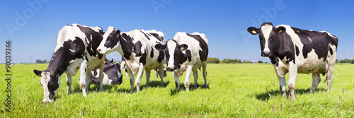 Fototapeta Krowa  krowy-na-swiezym-trawiastym-polu-w-pogodny-dzien