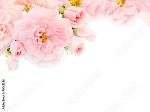 Obraz w ramie Pink roses and buds in the corner of the white background