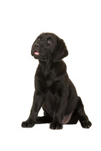Cute Black Labrador Puppy Dog Sitting Down And Looking Up On A White Background
