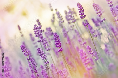 Naklejka ścienna Beutiful lavender