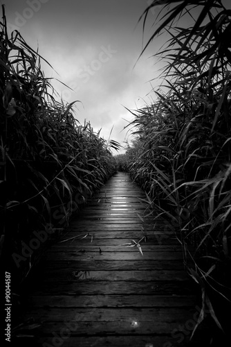 Foto-Gardine - Wooden path trough the reed (von Sved Oliver)