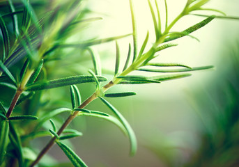 Wall Mural - Close-up of fresh rosemary leaves. Green flavoring