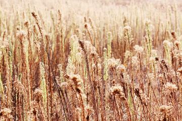 Wall Mural - Field plants with sunlight