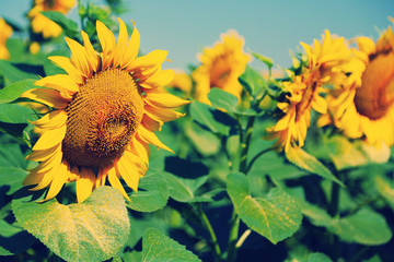 Canvas Print - Field of sunflowers with sunlight