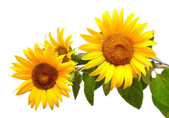 Fotomurales - Bouquet of sunflowers