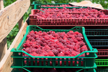 Canvas Print - raspberries in crates