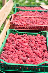 Canvas Print - raspberries in crates