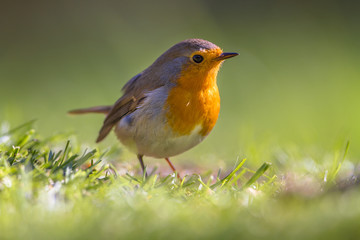 Canvas Print - Robin in a grass field