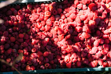 Canvas Print - rapberries in crates