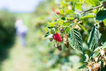 Wall Mural - raspberry harvest