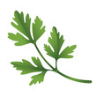 Illustration of parsley