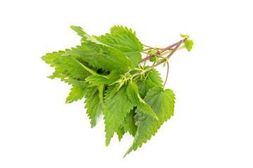 Wall Mural - Stinging nettle (Urtica) isolated on white background