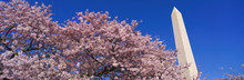 Washington Monument & Spring Cherry Blossoms
