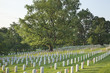 Gravestones below beautiful tree in Arlington National Cemetery