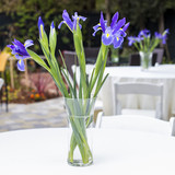Purple iris flowers in vase on bright white table cloth.