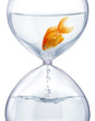 Aquarium hourglass.
It symbolizes the transience of time and changes in life.