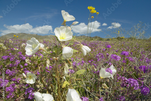 Fotografia, Obraz Desert lilies and white flowers blossoming with white puffy clouds in Anza-Borre